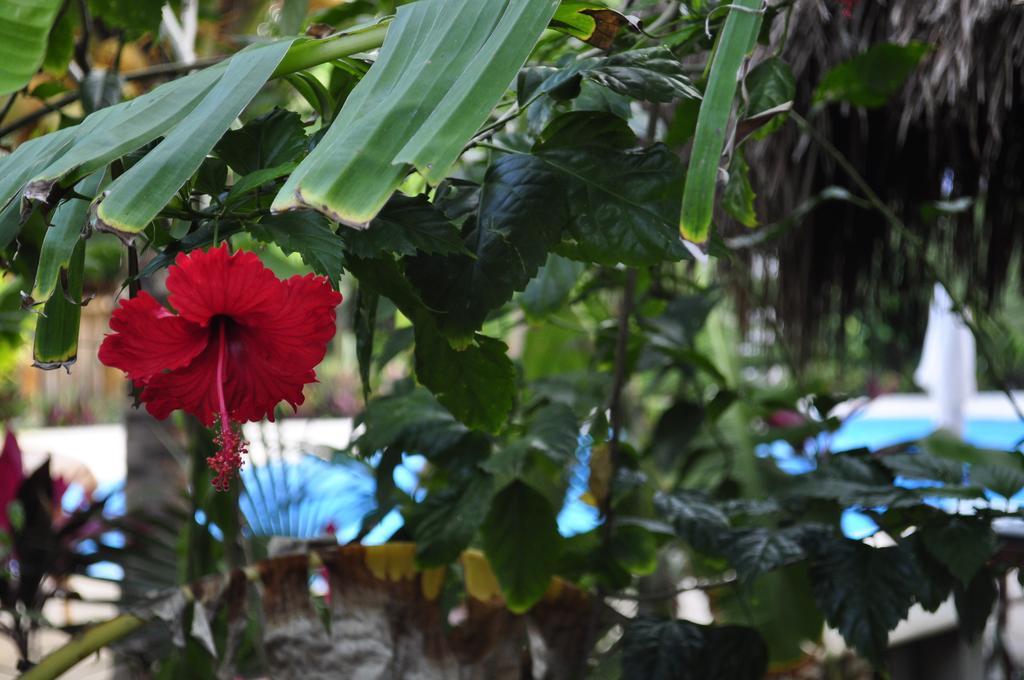 Green Tulum Cabanas & Gardens エクステリア 写真