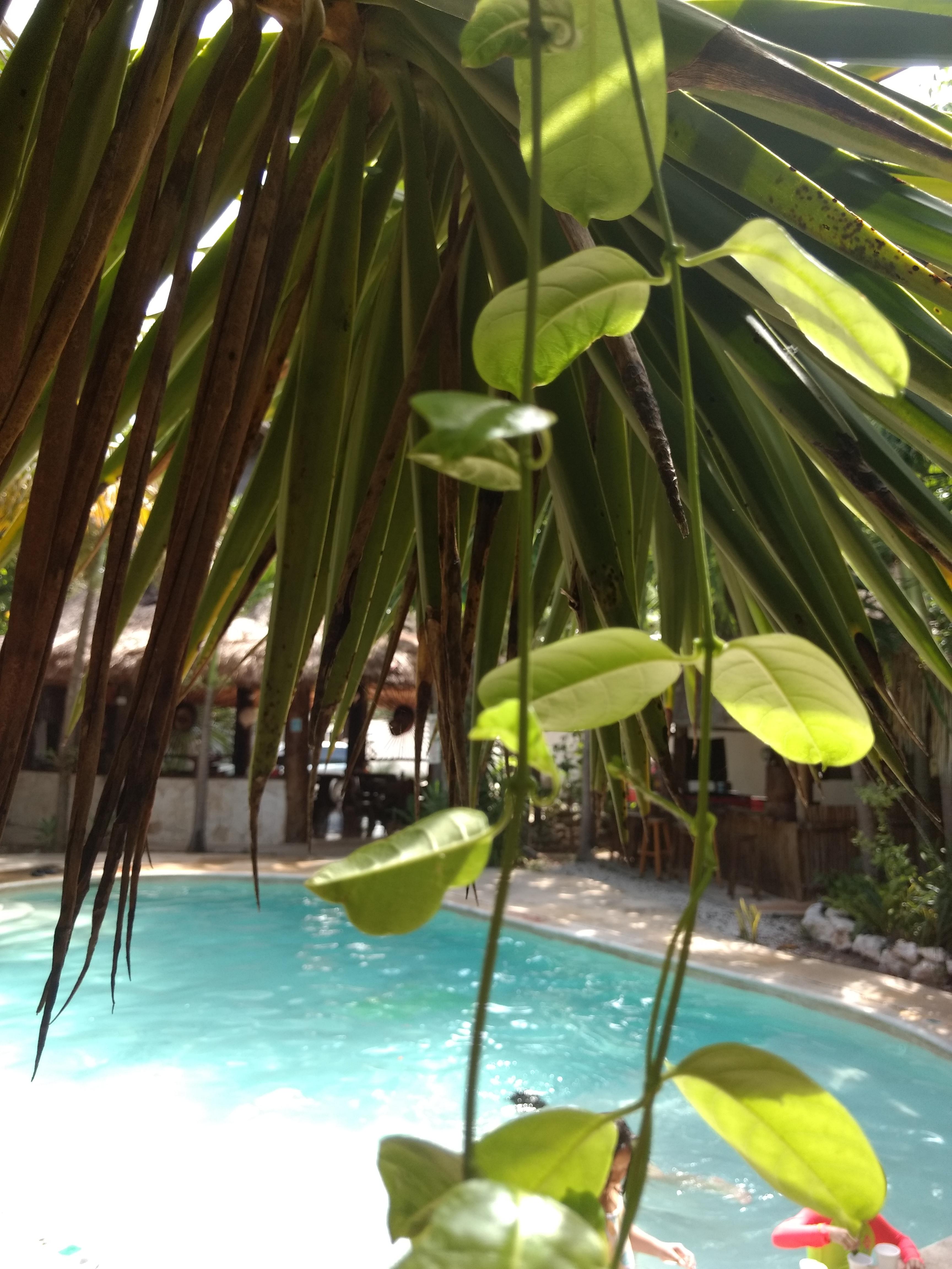 Green Tulum Cabanas & Gardens エクステリア 写真