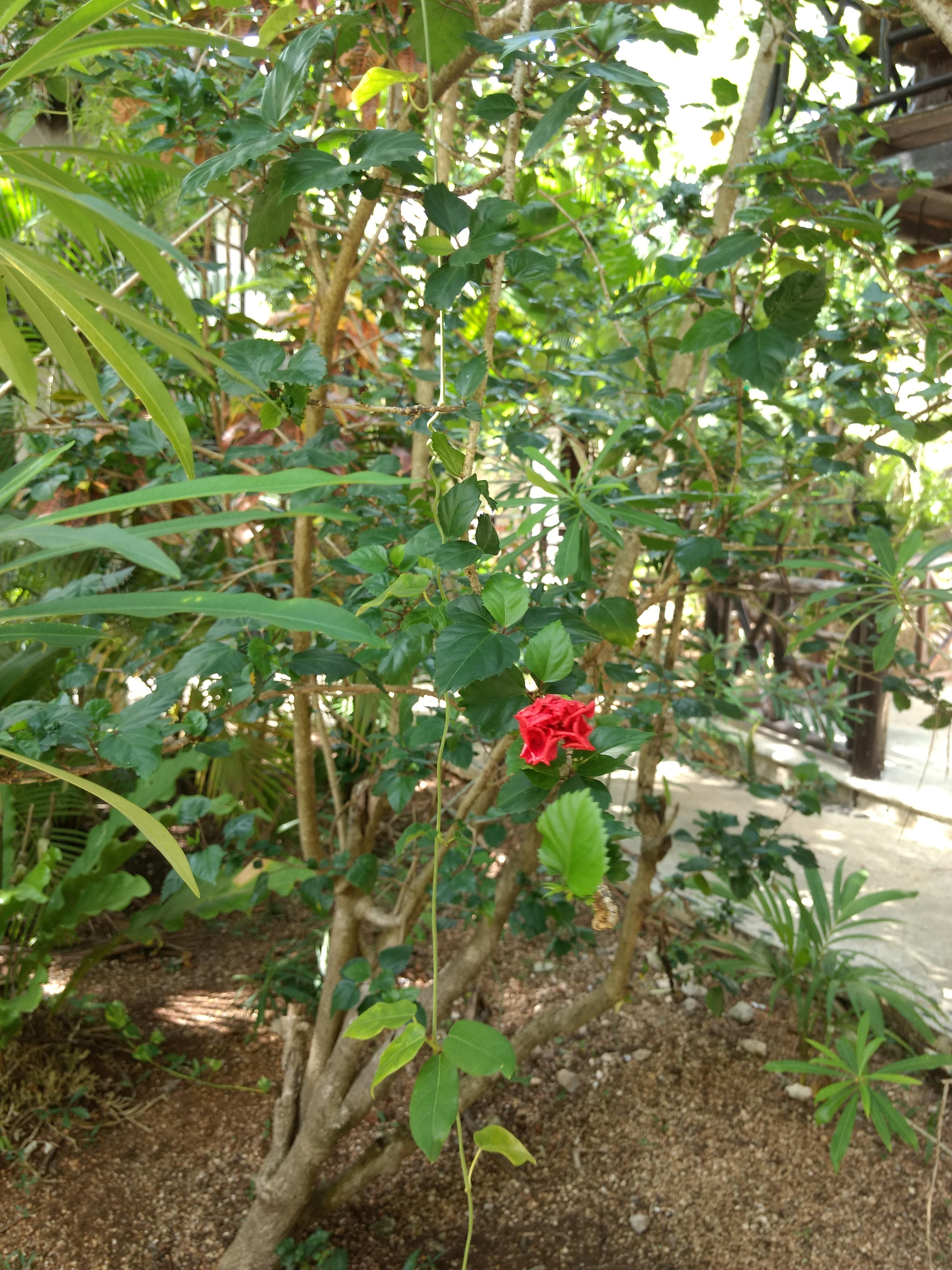 Green Tulum Cabanas & Gardens エクステリア 写真